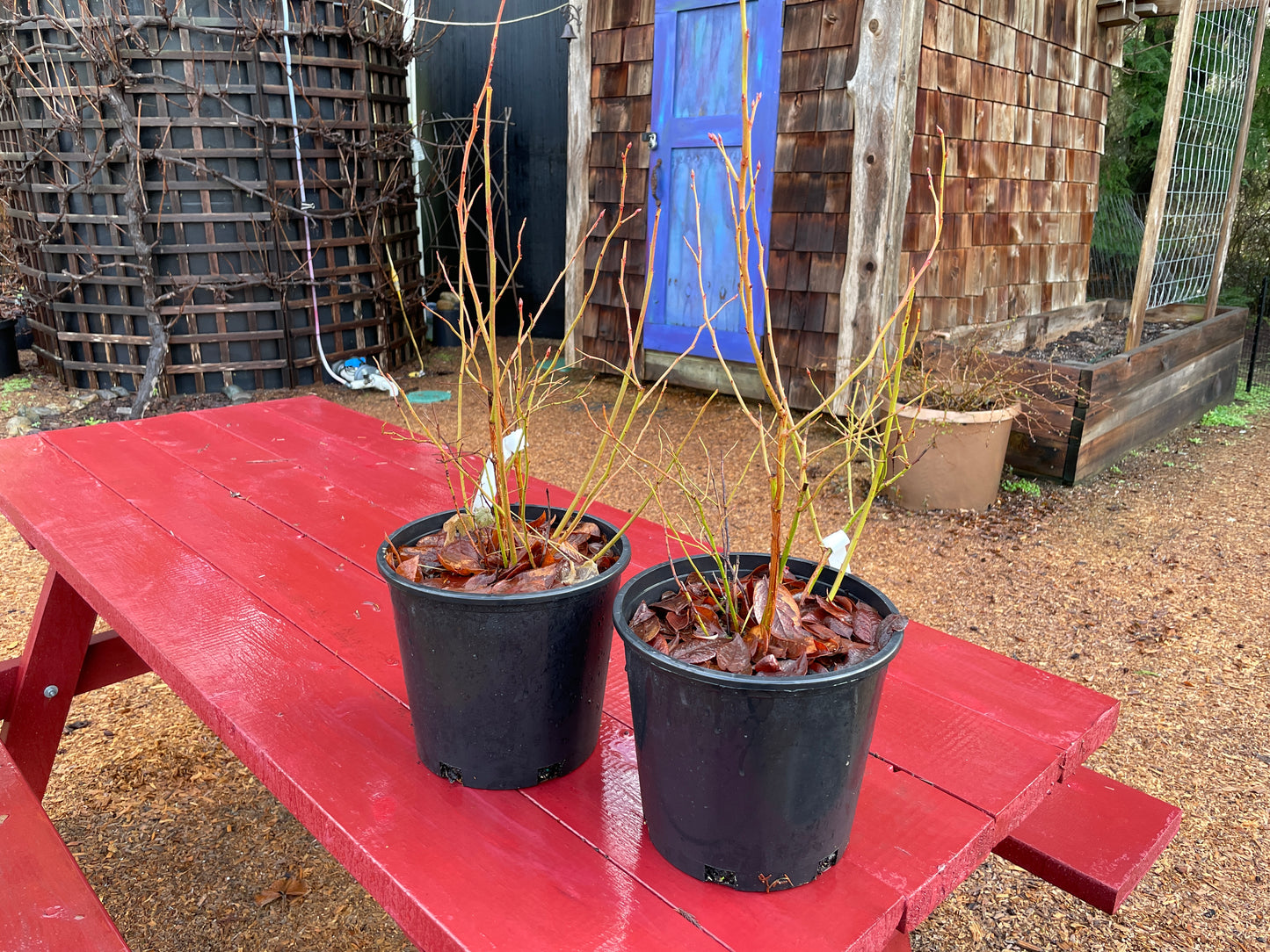 'Bluecrop' Blueberry Plants for Sale on Vancouver Island, BC West
