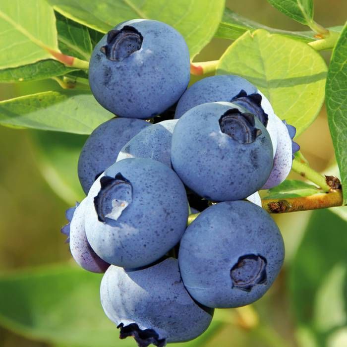 'Bluecrop' Blueberry Plants