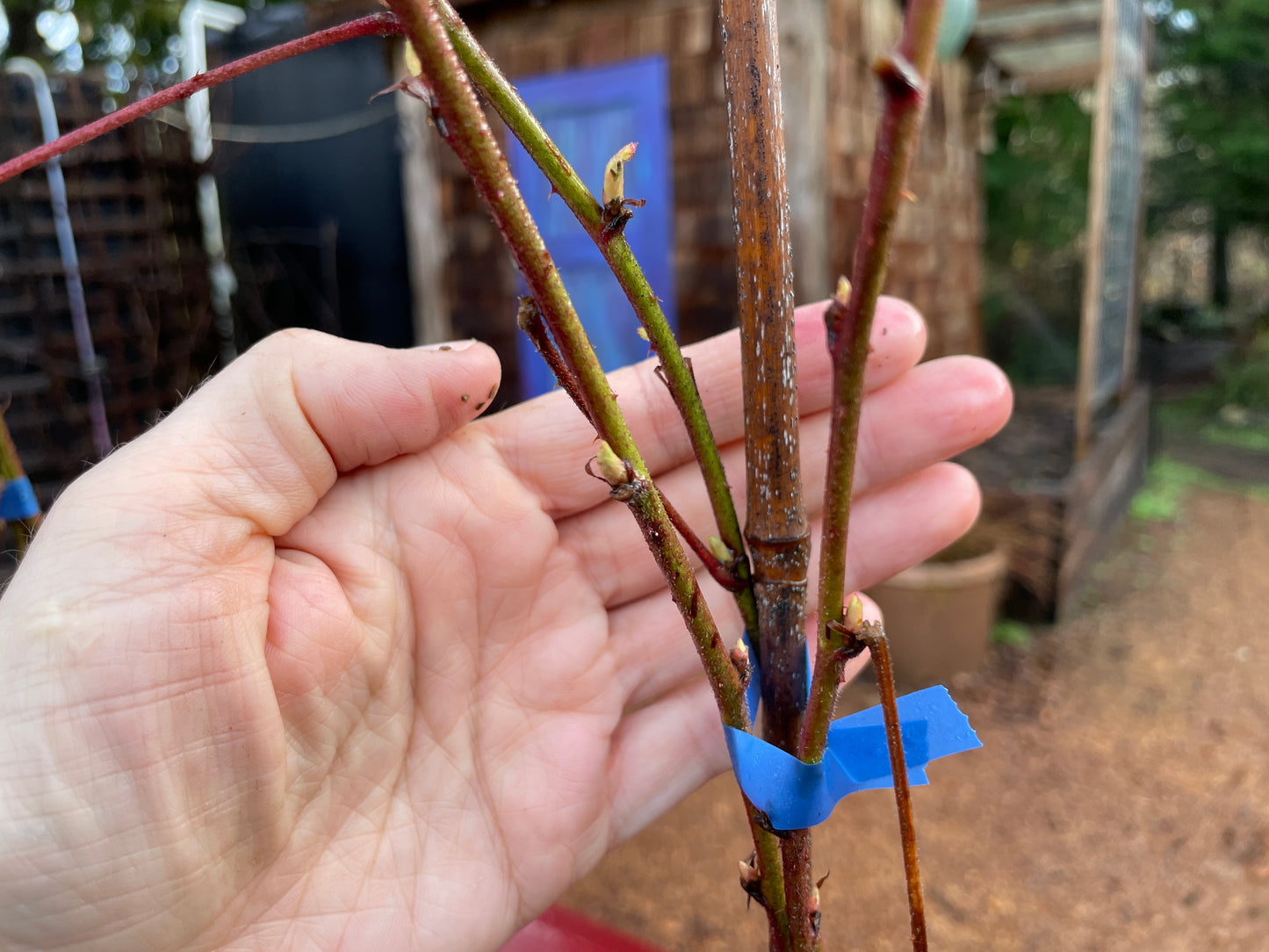 Boysenberry Plants for Sale on Vancouver Island, BC West Coast Plants