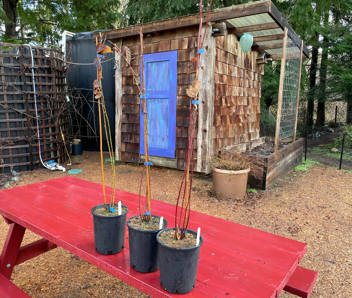 Boysenberry Plants for Sale on Vancouver Island, BC West Coast Plants