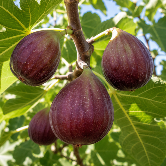 'Brown Turkey' Fig