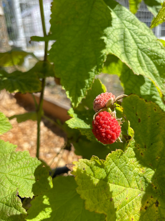 Thimbleberry