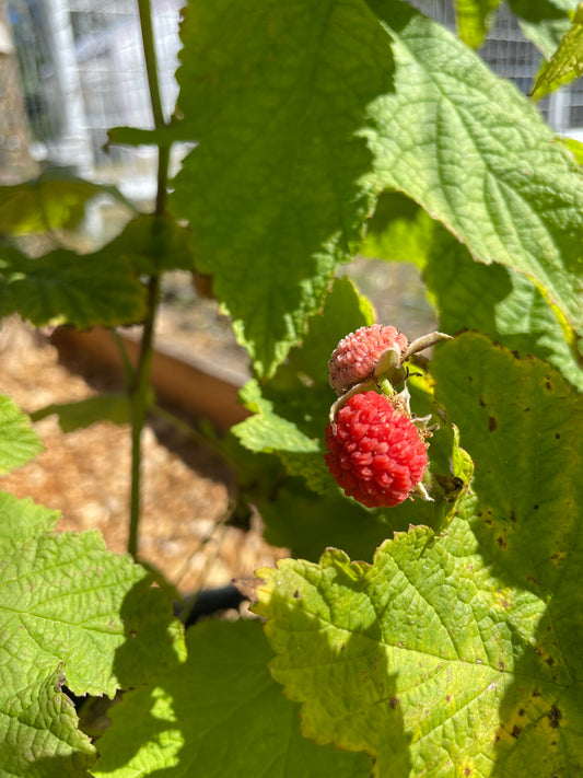 Thimbleberry Plants