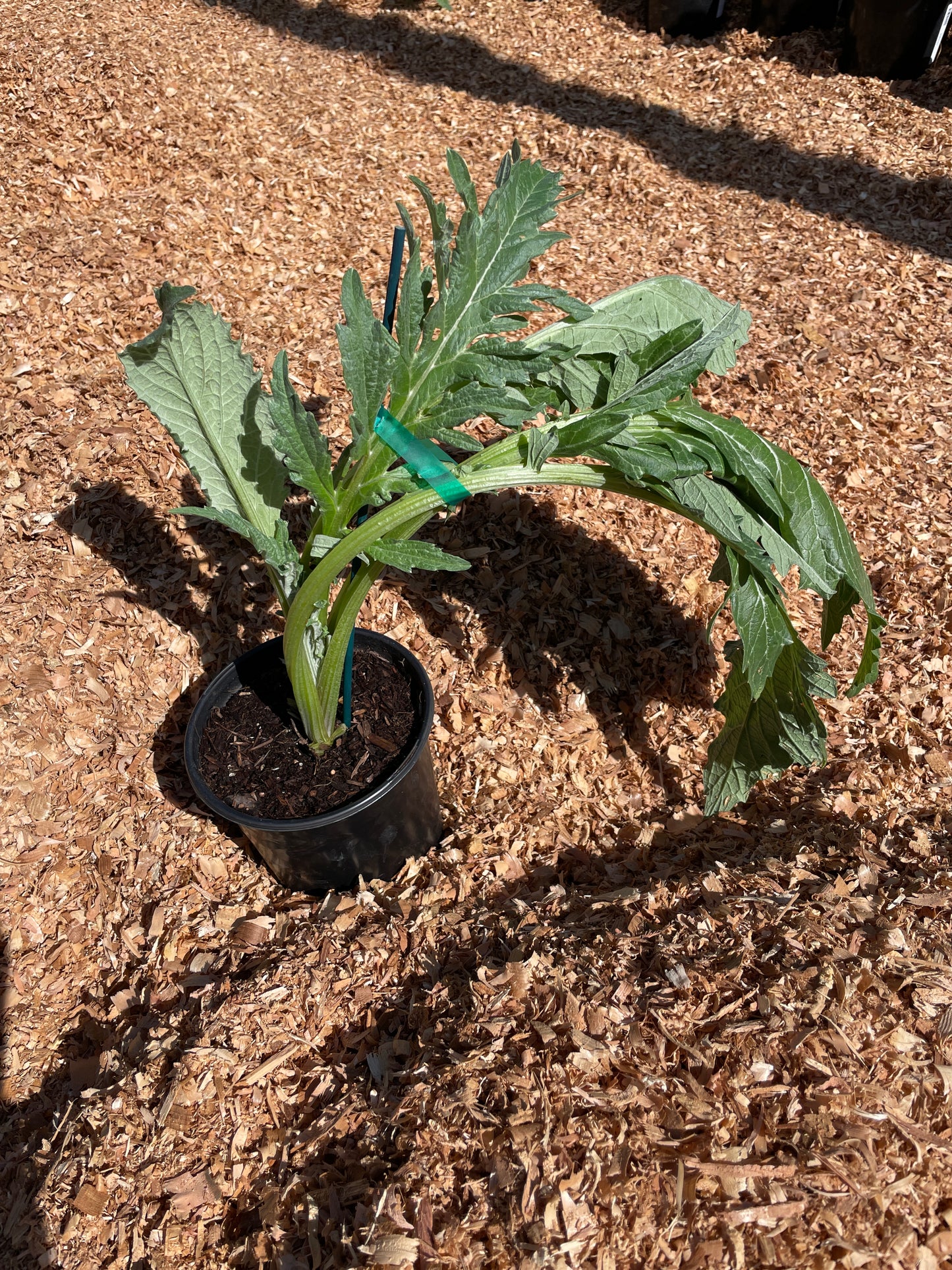 Globe Artichoke Plants