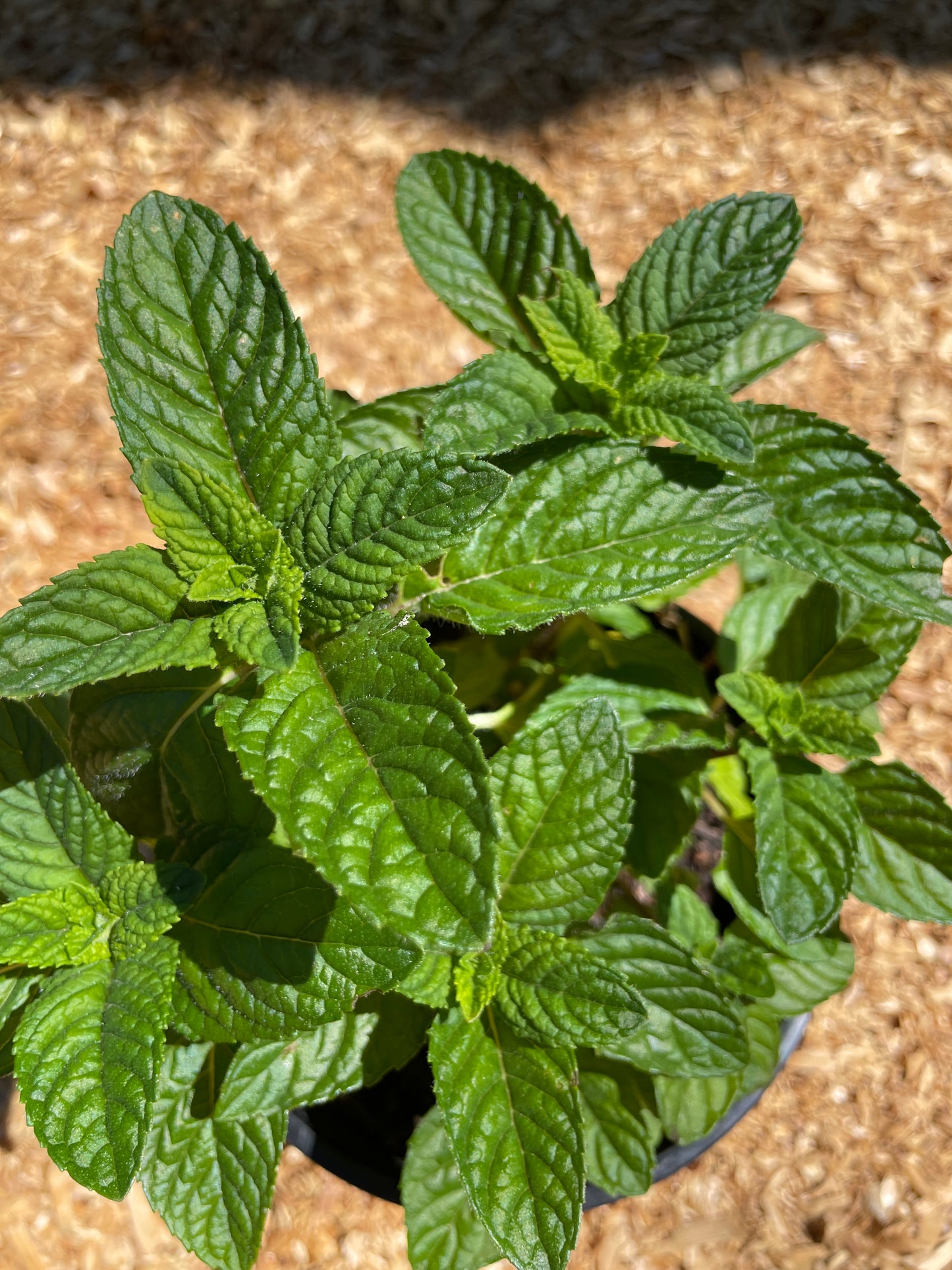 Blackcurrant Mint Plants