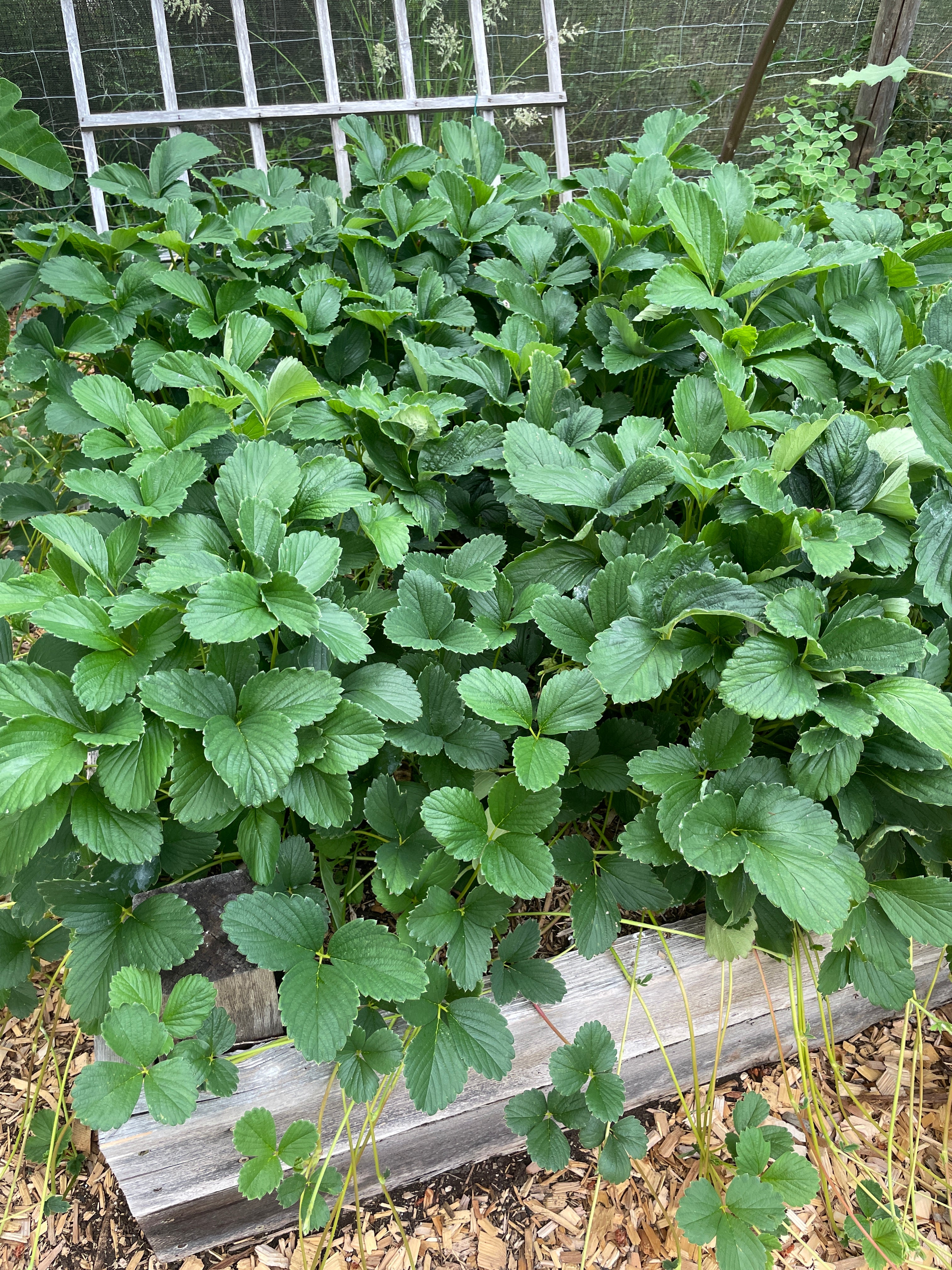 Aloha Strawberry Plants for Sale on Vancouver Island, BC – West
