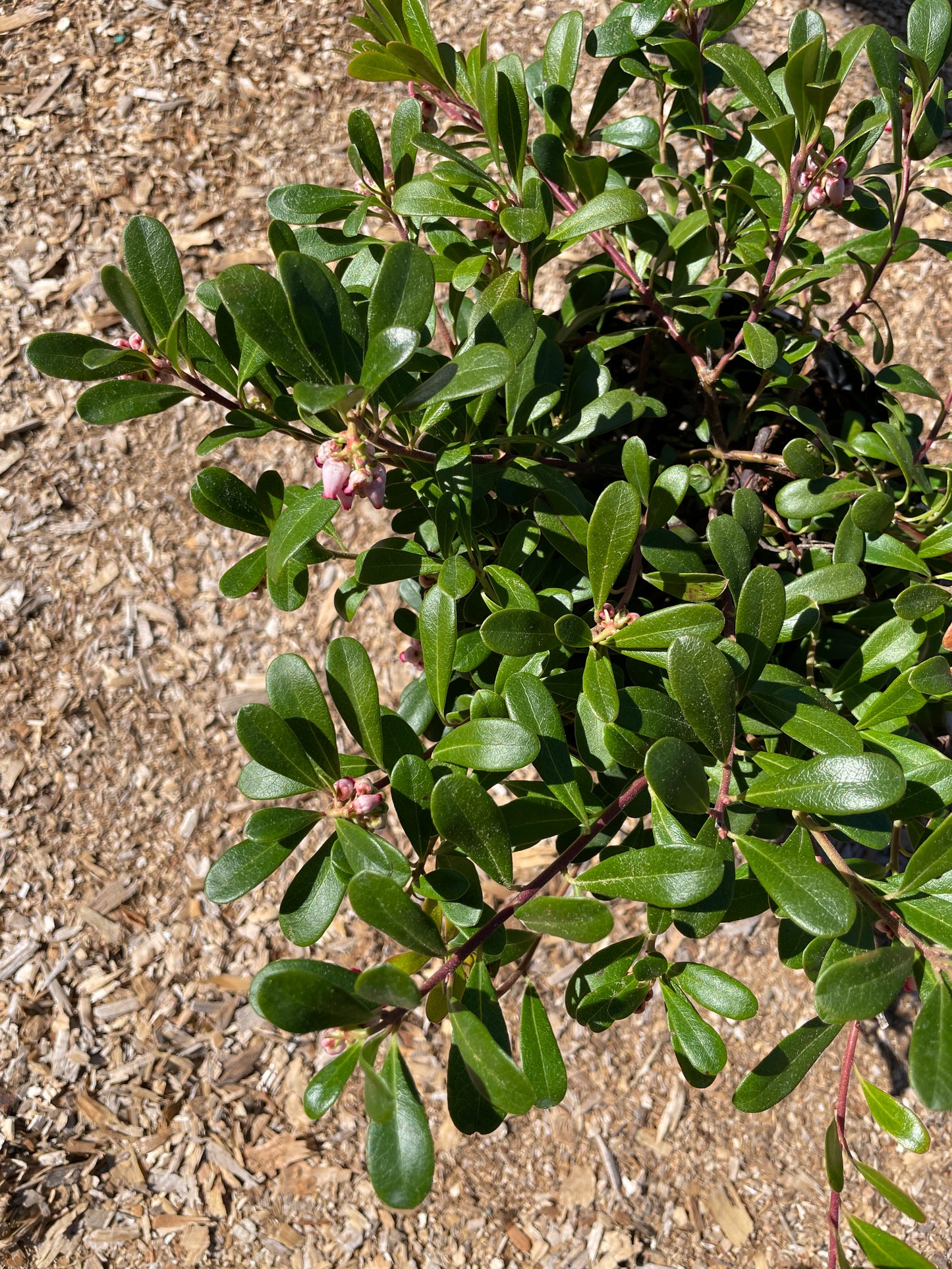 Kinnikinnick (Bearberry) Plants