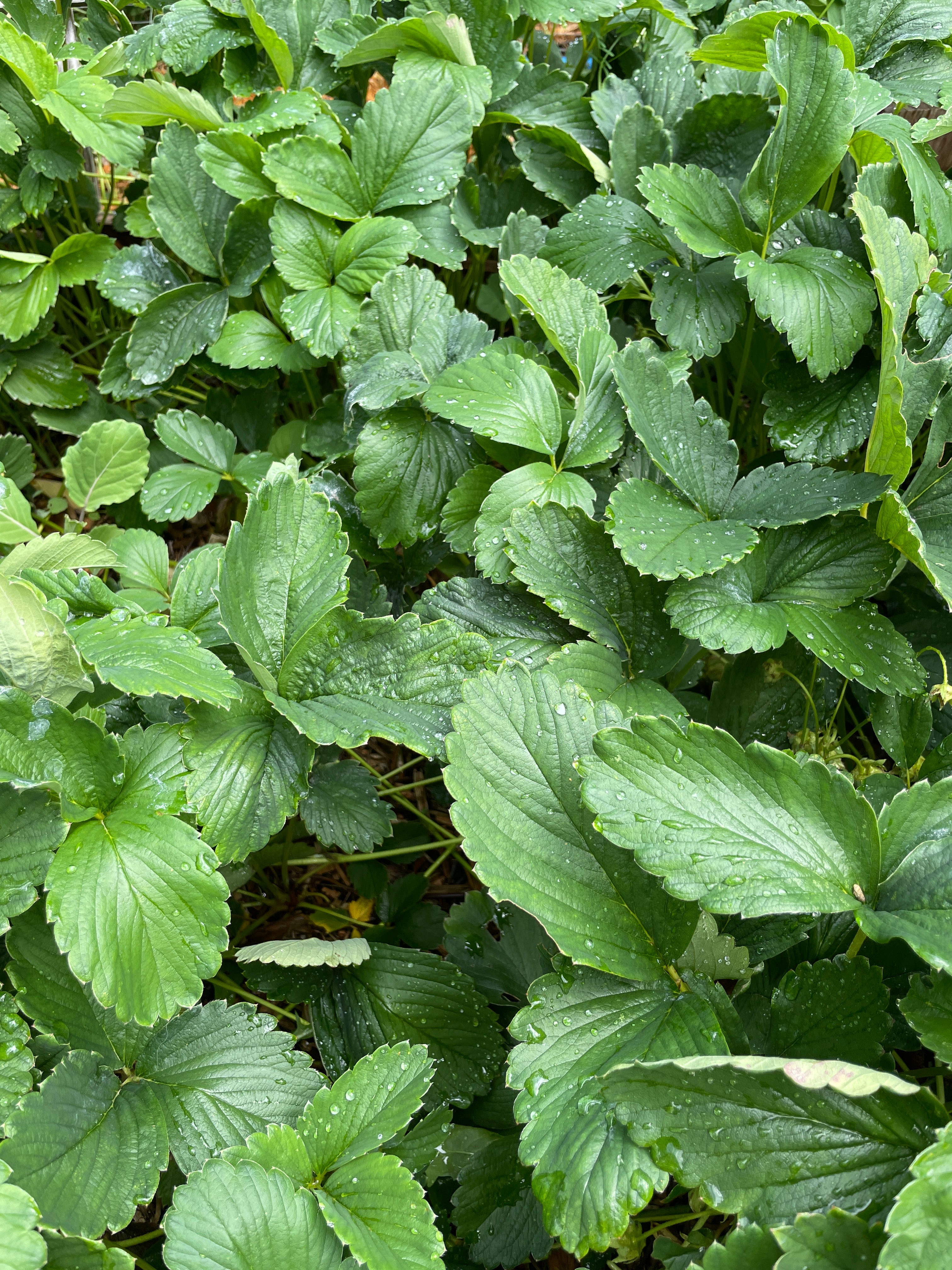 Aloha Strawberry Plants for Sale on Vancouver Island, BC – West