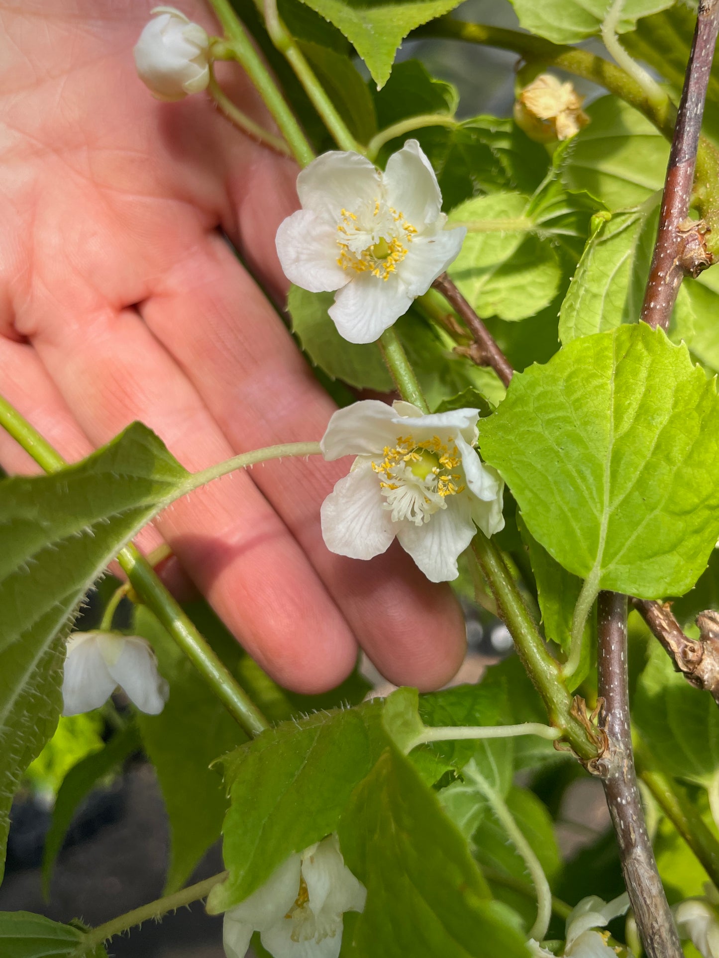 'Hot Pepper'™ Silver Vine Kiwi (Female)