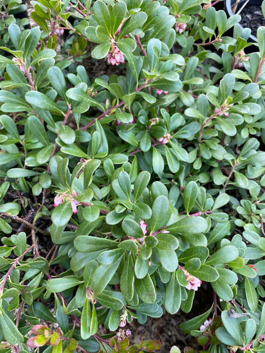 Kinnikinnick (Bearberry) Plants