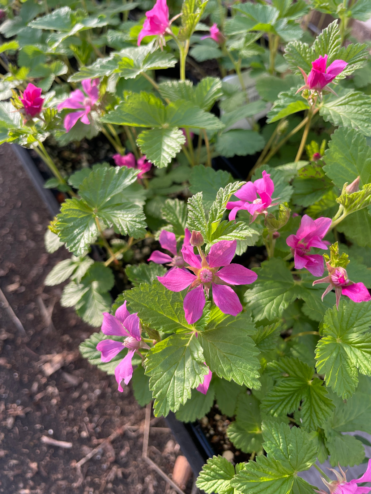 Growing Arctic Raspberry Arctic (Nangoon) Raspberry Plants for Sale in Canada – West Coast Plants