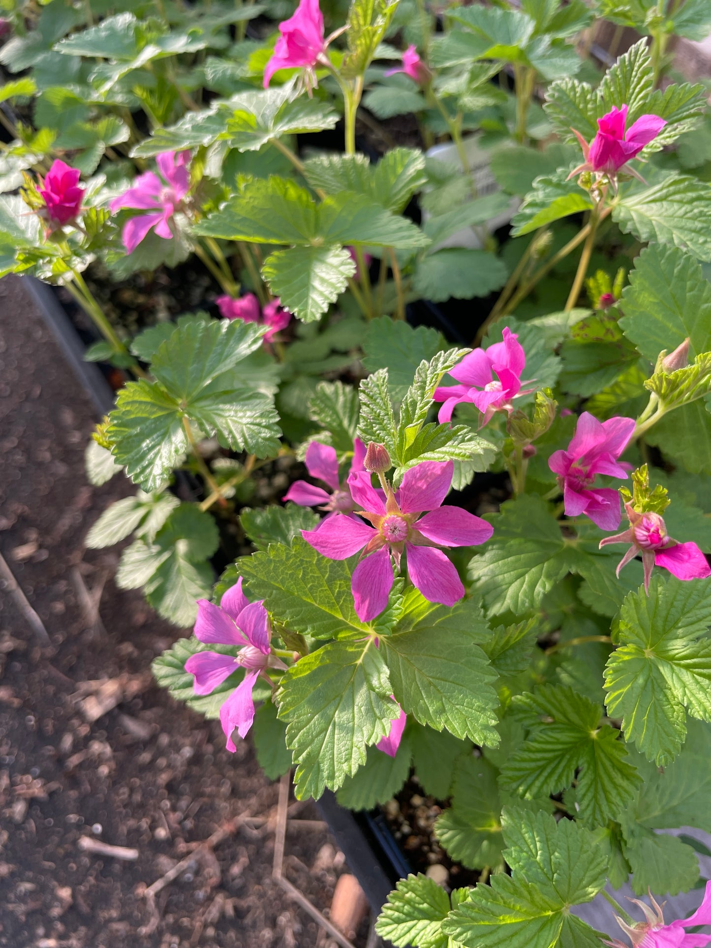 Arctic (Nangoon) Raspberry