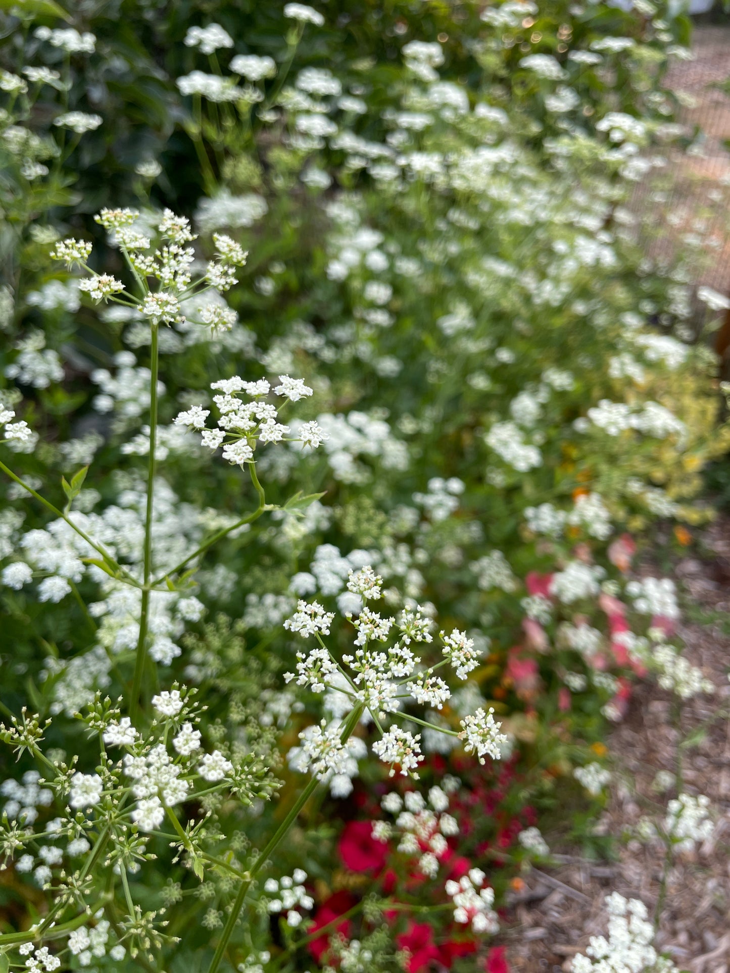 Skirret