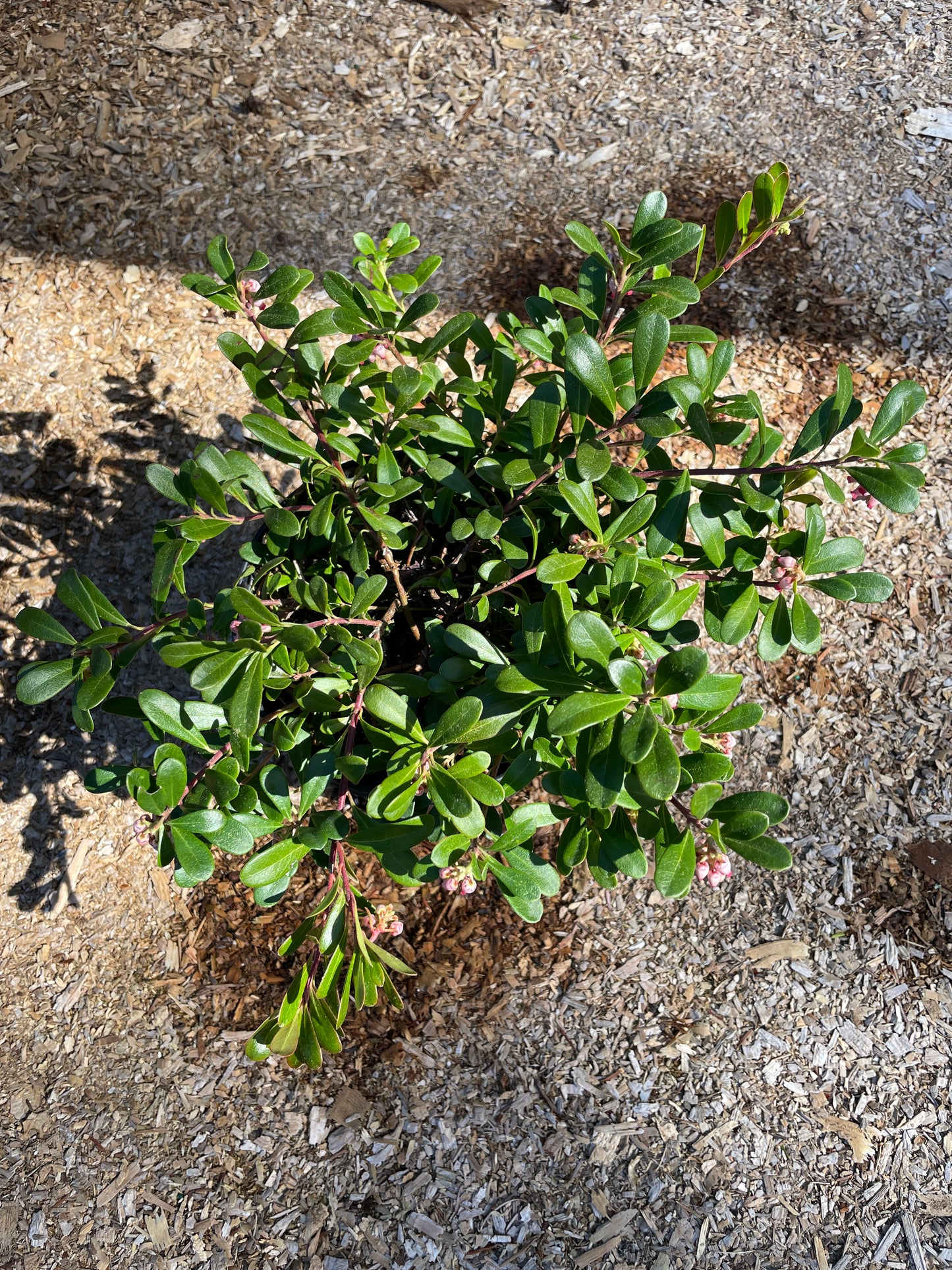 Kinnikinnick (Bearberry) Plants