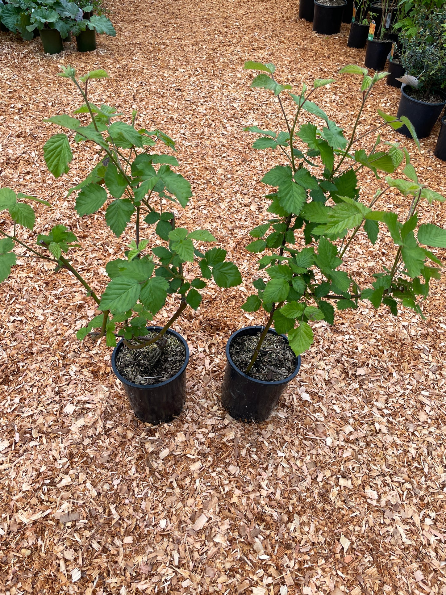 Thornless Blackberry Plants