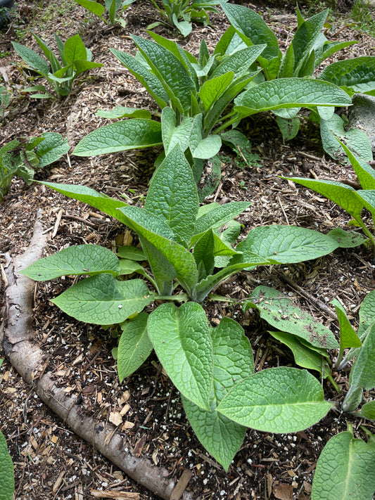 Comfrey (Not Edible)