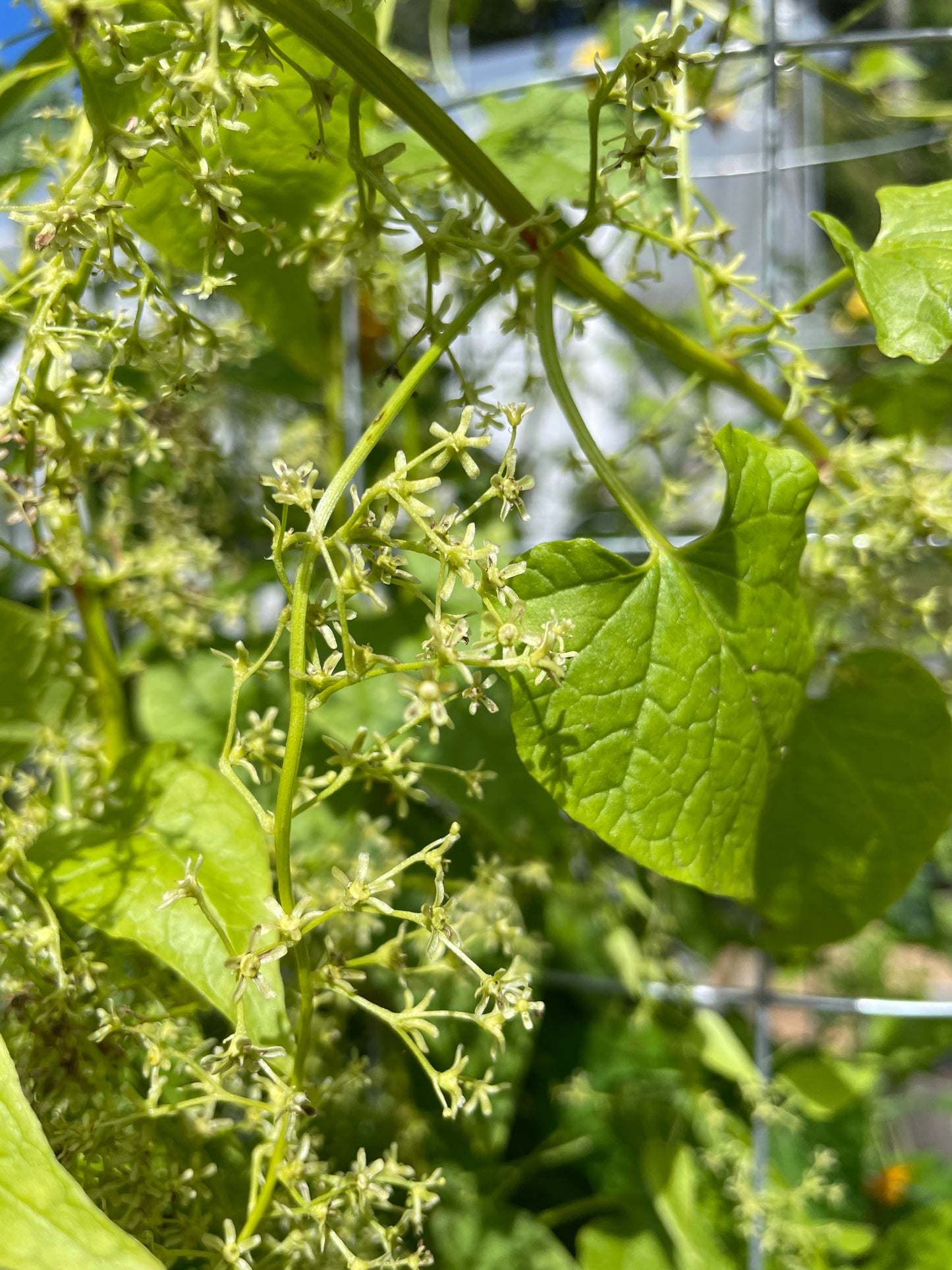 Perennial Climbing Spinach Vines