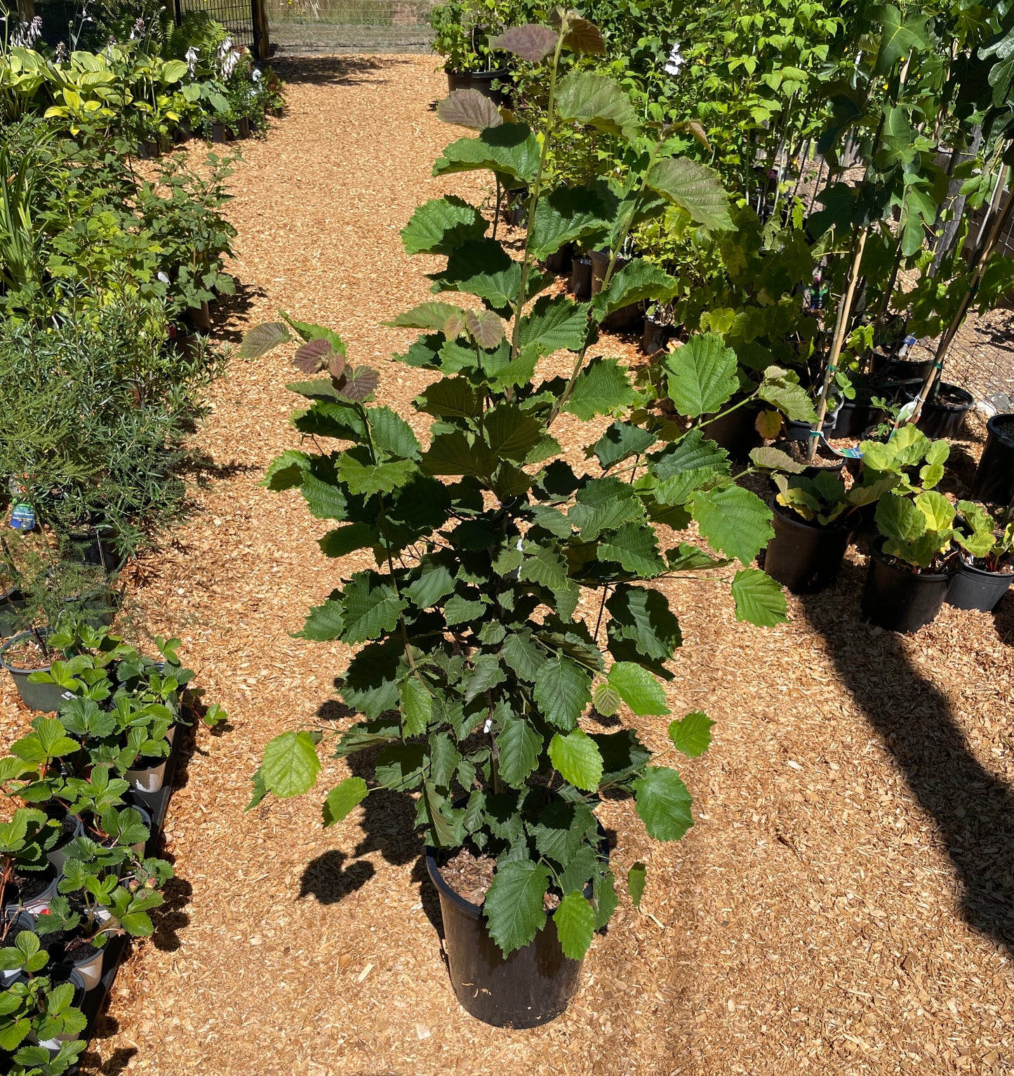 Hazelnut Trees