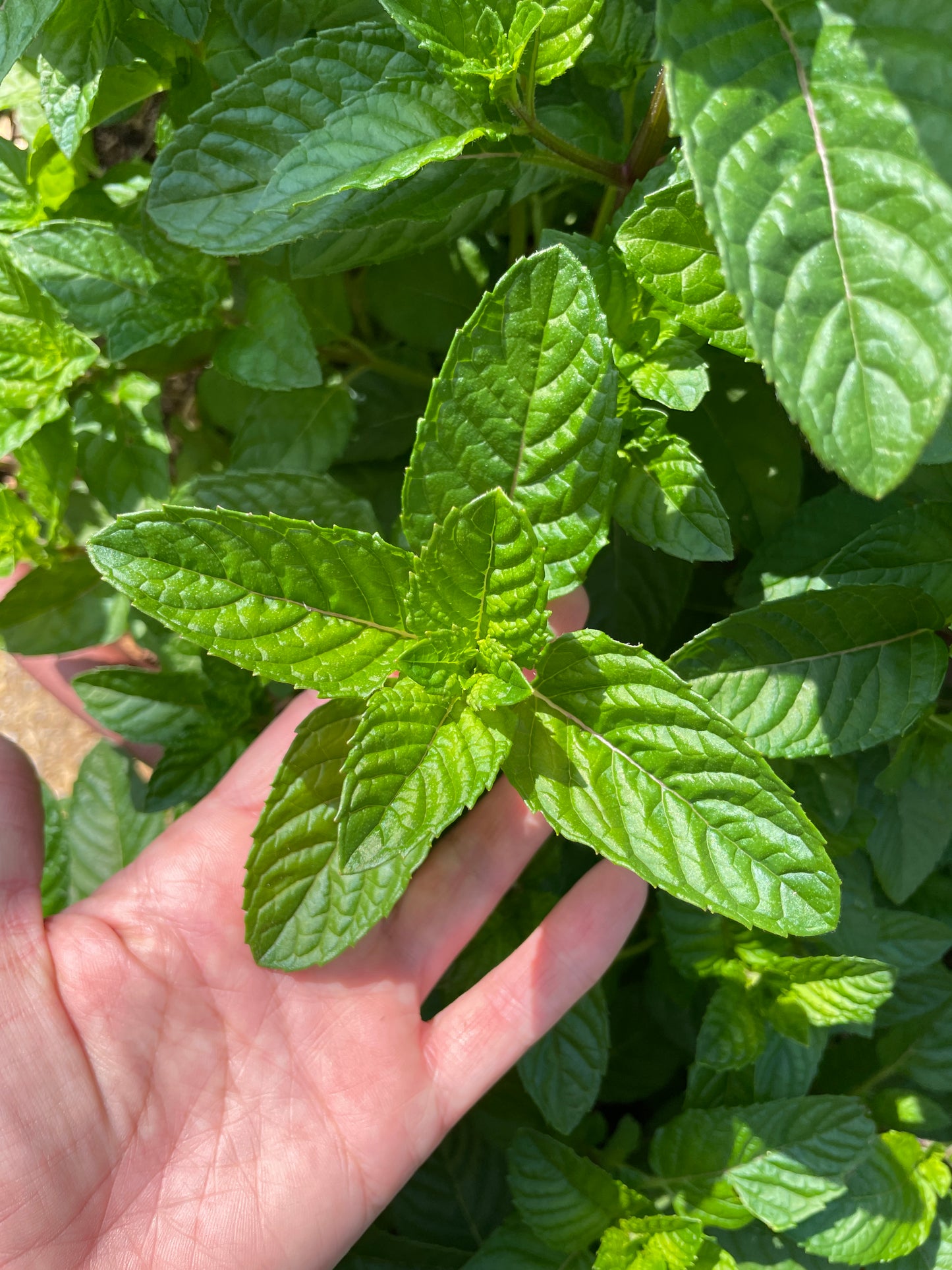 Blackcurrant Mint Plants