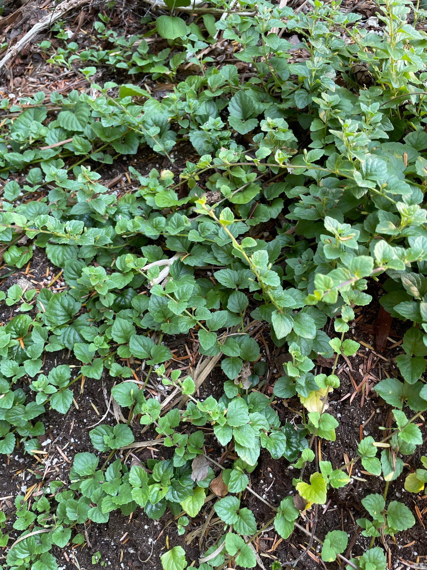Pacific Woodland Herb