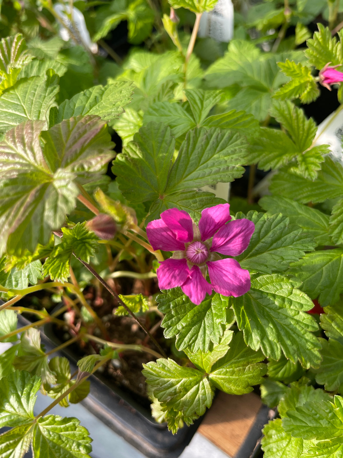 Growing Arctic Raspberry Arctic (Nangoon) Raspberry Plants for Sale in Canada – West Coast Plants