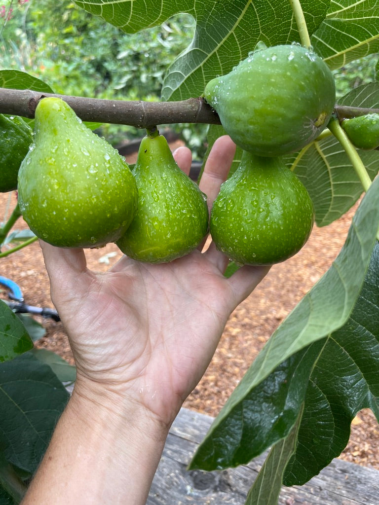 'Desert King' Fig