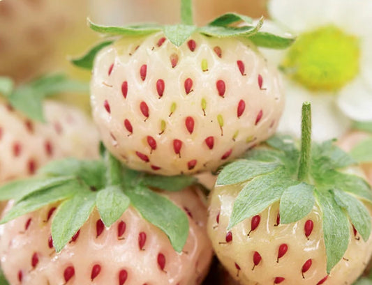 'Aloha Berry' Strawberry Plants