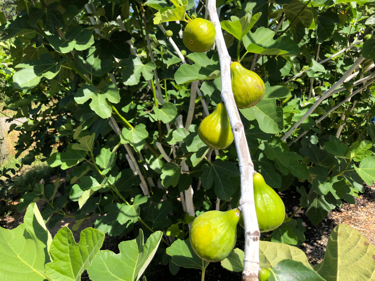 'Desert King' Fig Trees