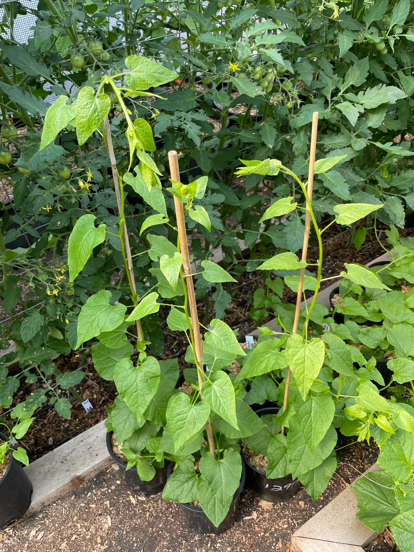 Perennial Climbing Spinach Vines