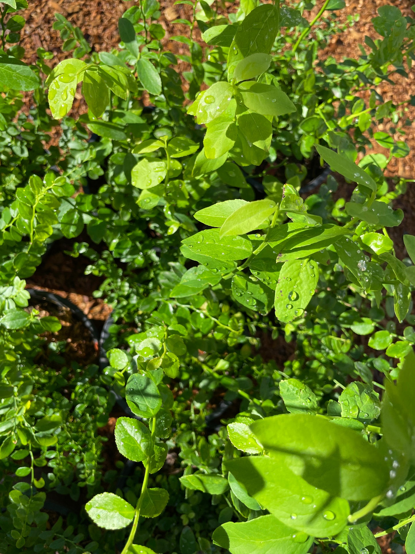 Red Huckleberry Plants