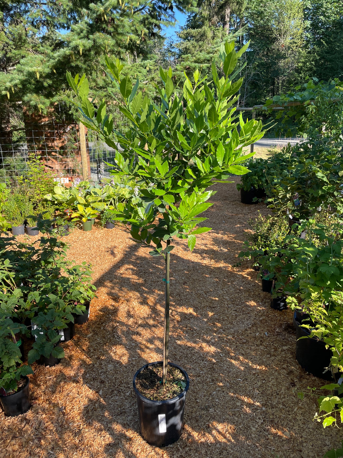 Bay Leaf Trees (Bay Laurel)