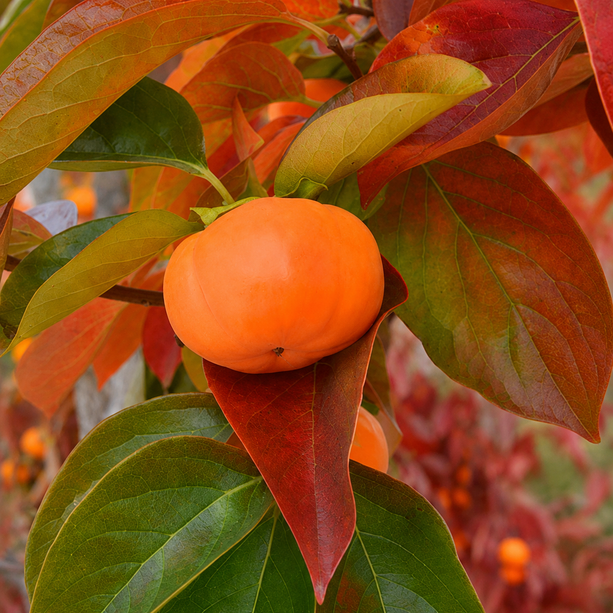 'Cardinal' Asian Persimmon