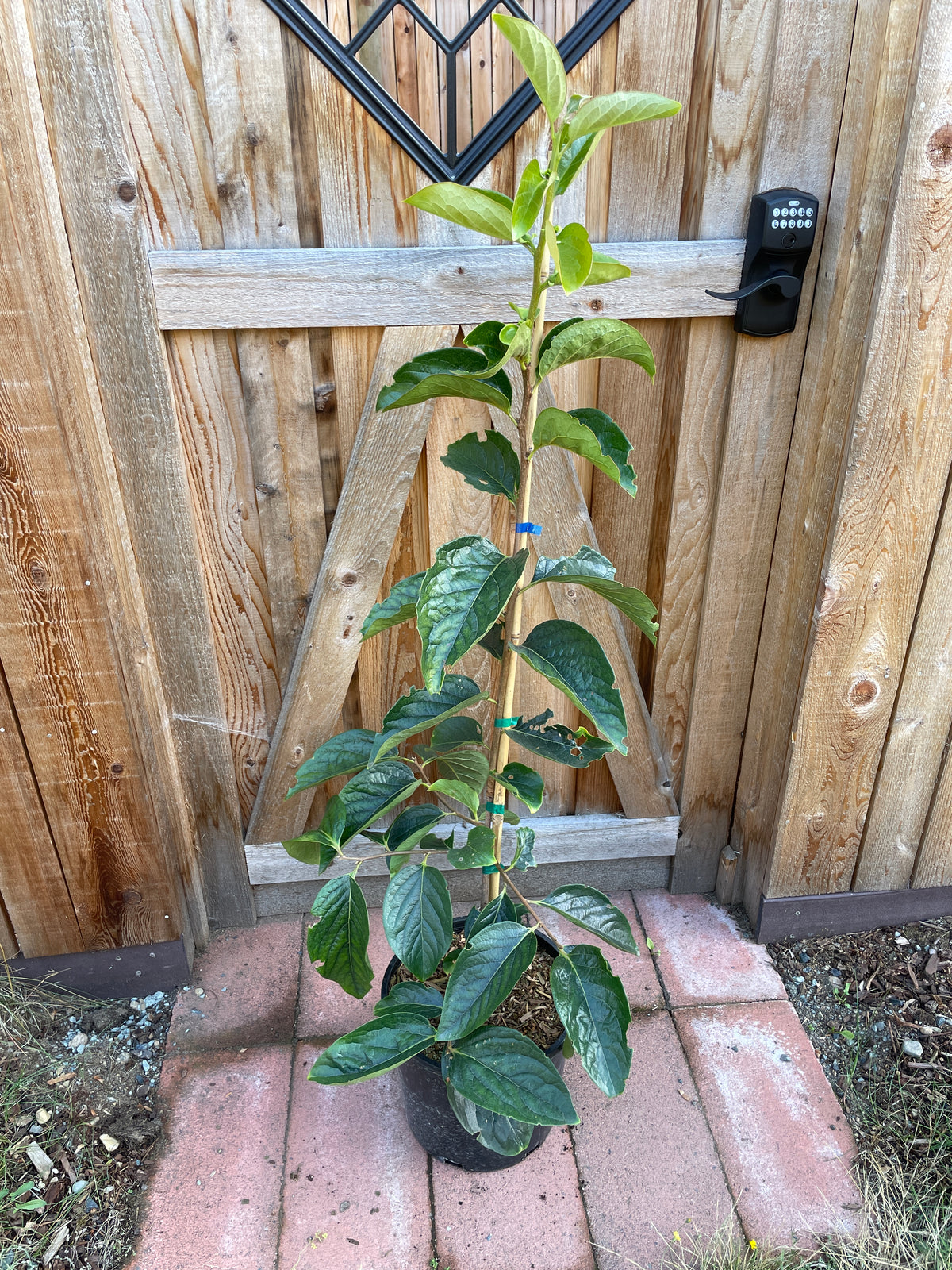 Cardinal™ Asian Persimmon