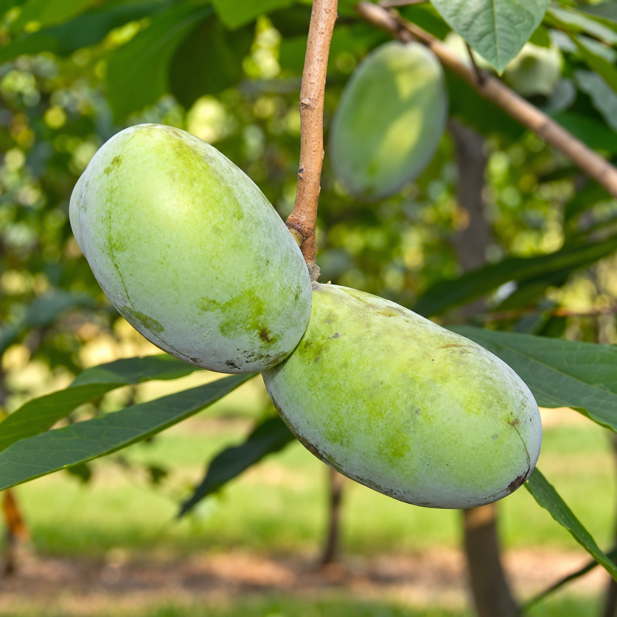 KSU-Chappell™ Pawpaw