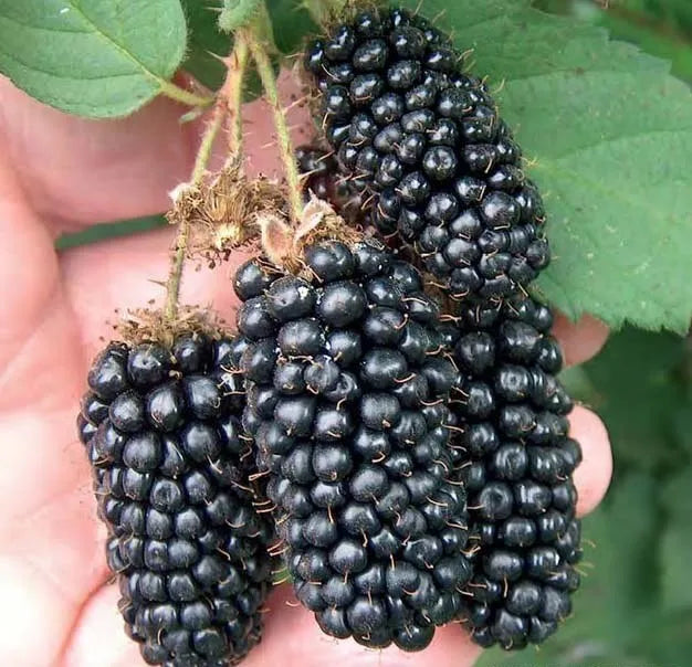 Thornless Blackberry Plants