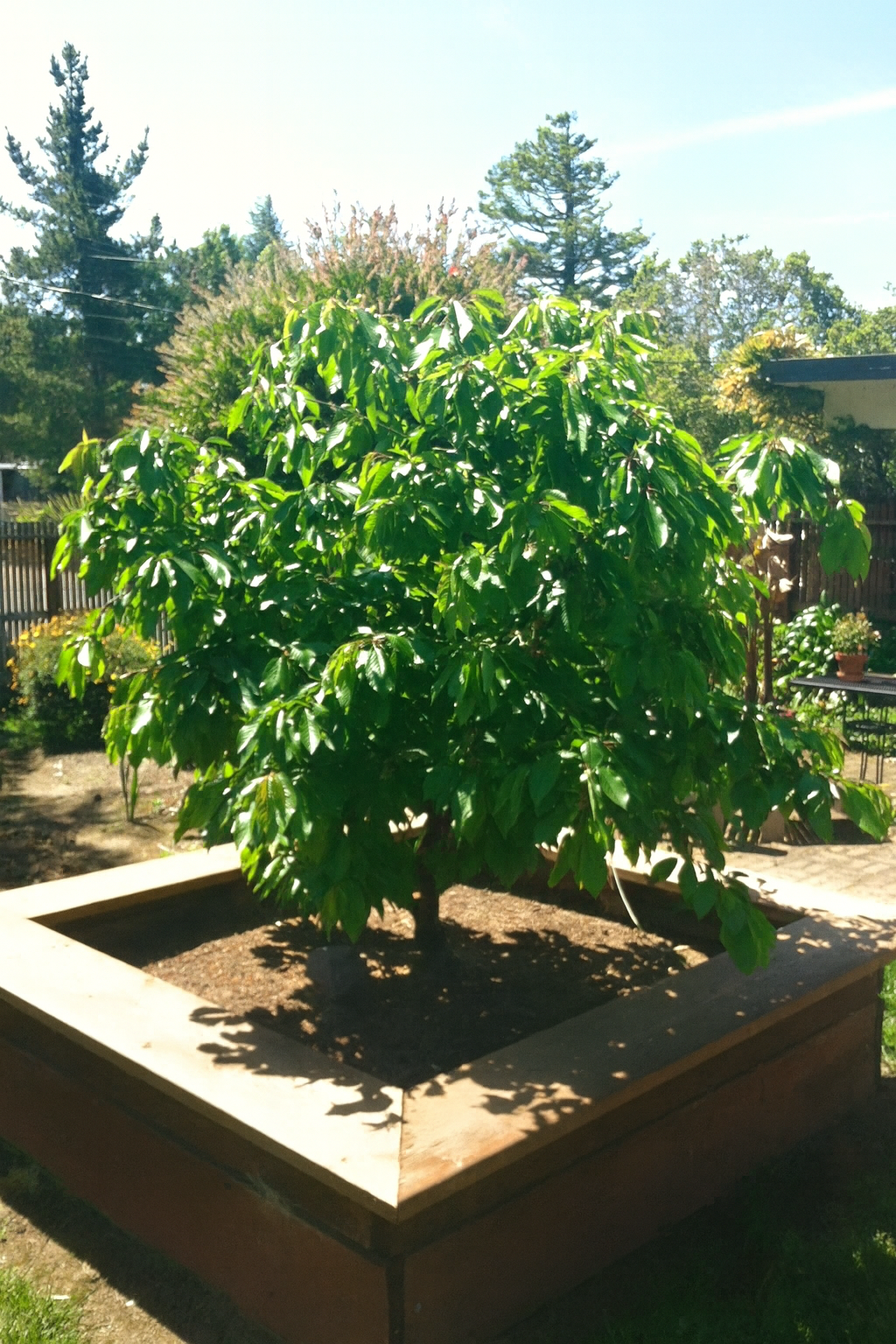 'Compact Stella' Dwarf Cherry