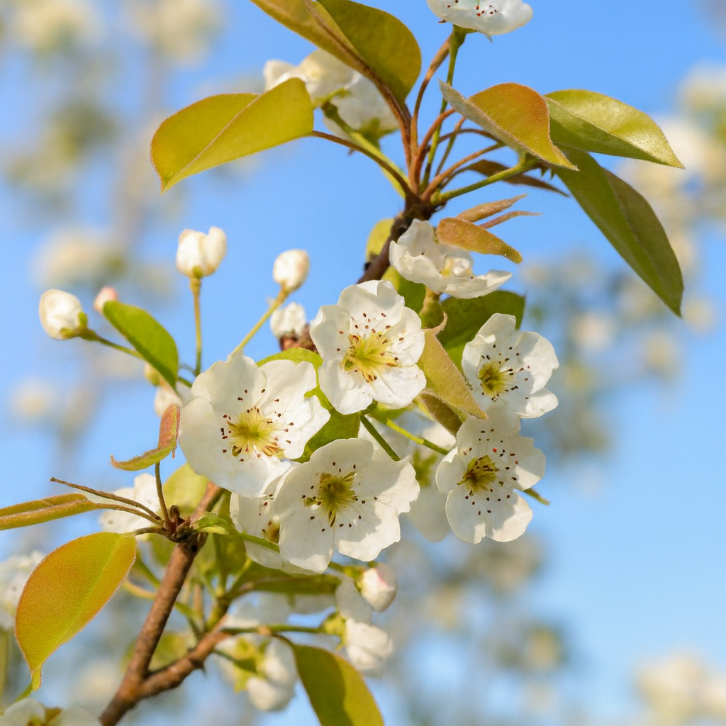 'Compact Stella' Dwarf Cherry