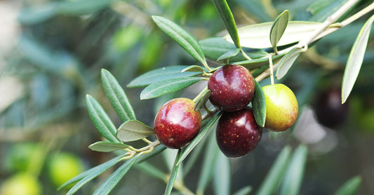 'Coratina' Olive Trees