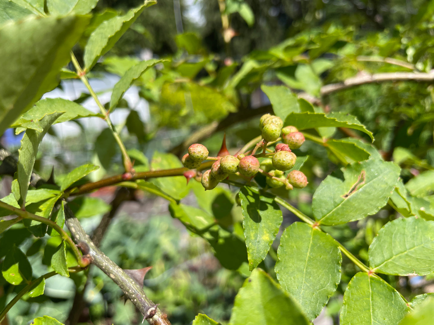 Sichuan (Szechwan) Pepper Trees