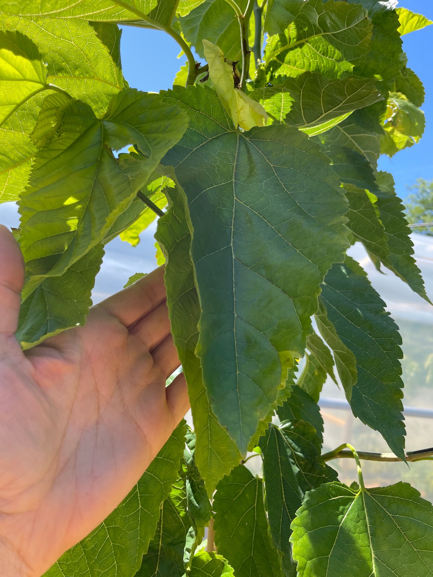 'Unryu' Contorted Mulberry Trees