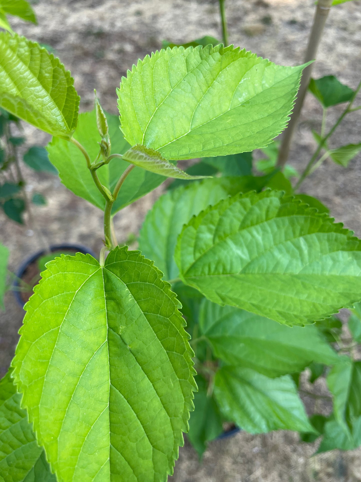 'Dwarf Everbearing' Mulberry Trees