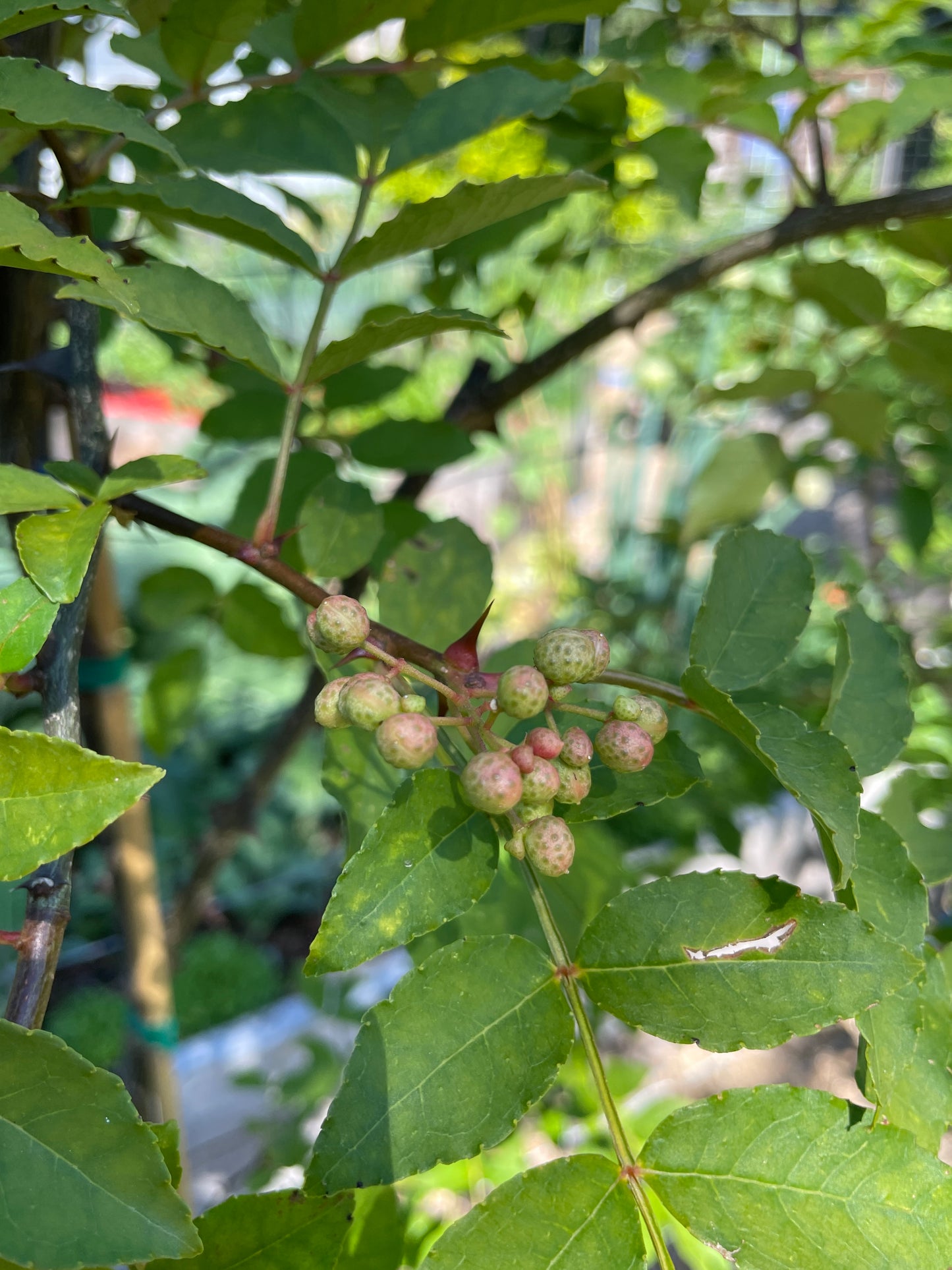 Sichuan (Szechwan) Pepper Trees