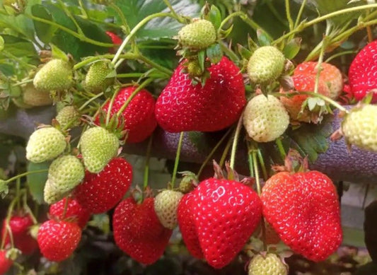 'Cabrillo' Everbearing Strawberry