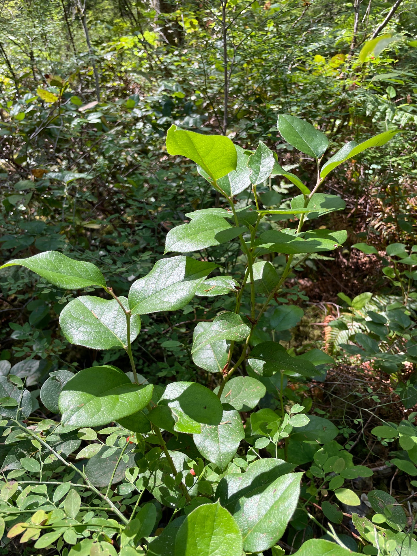 Salal Plants