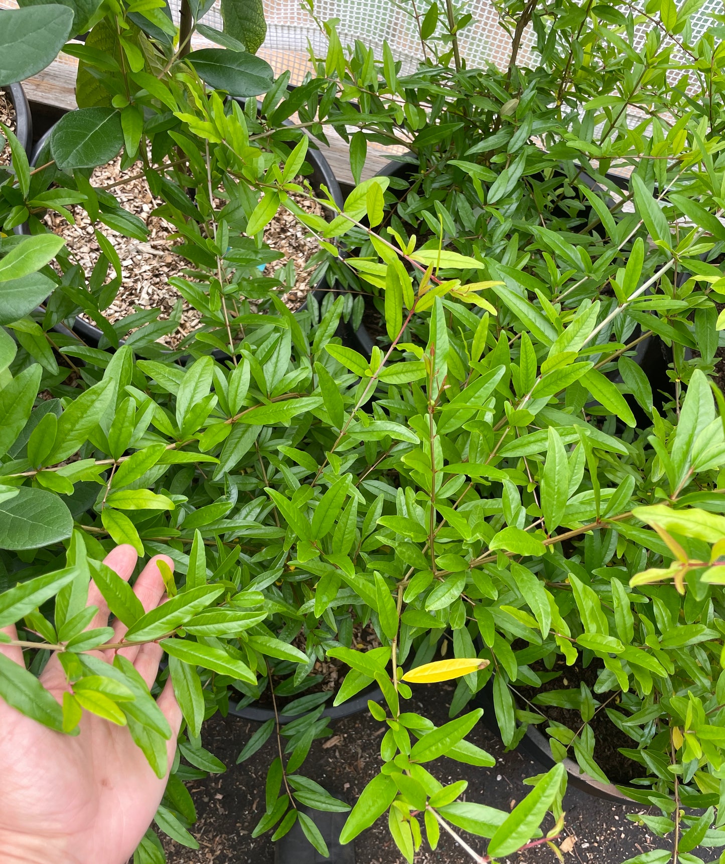 Pomegranate Plants