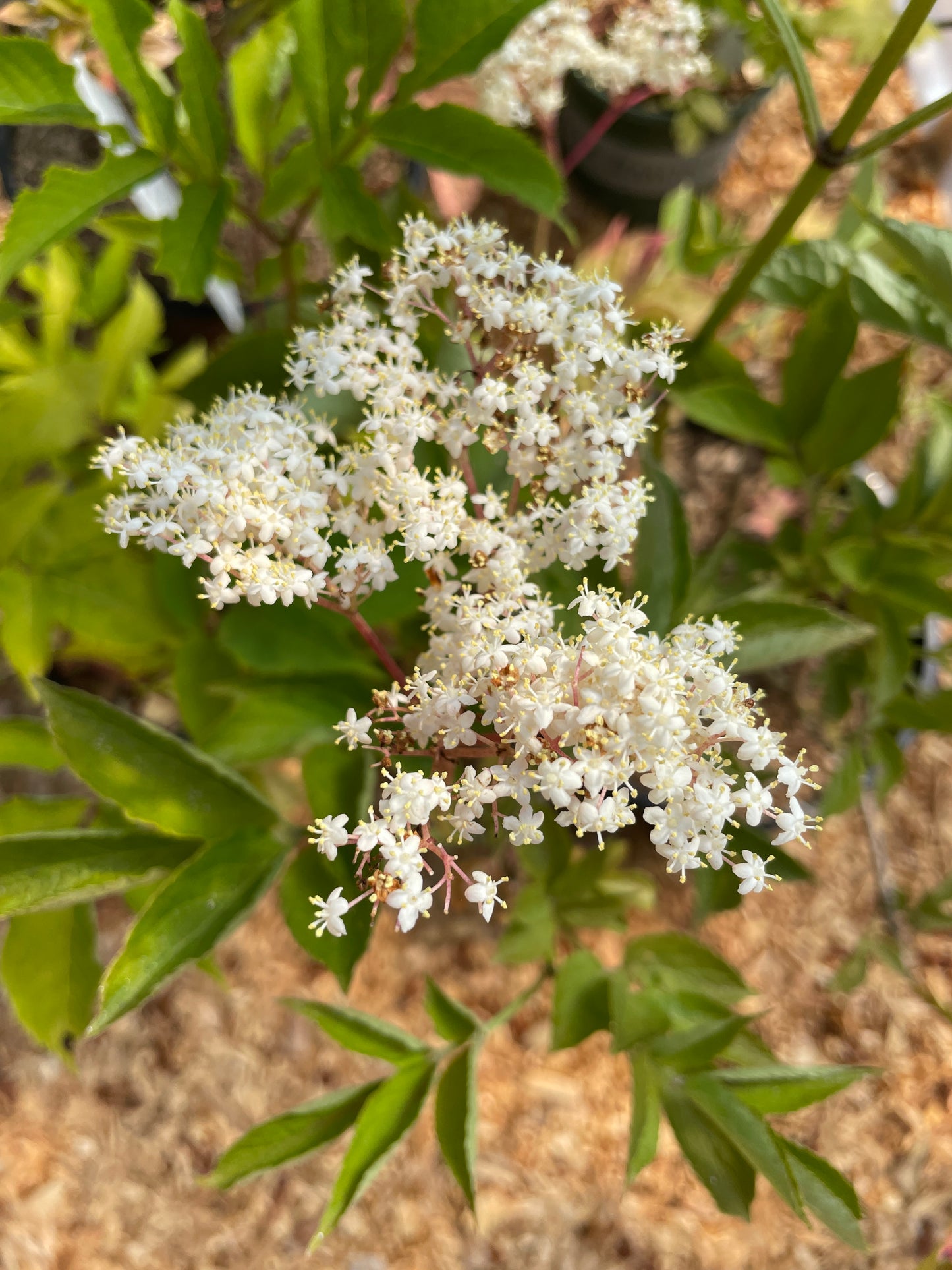 'Korsor' Elderberry Plants