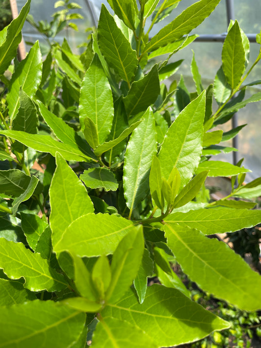 Bay Leaf Trees (Bay Laurel)