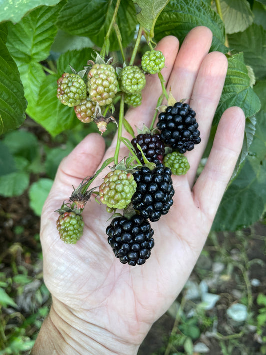 Marionberry Plants