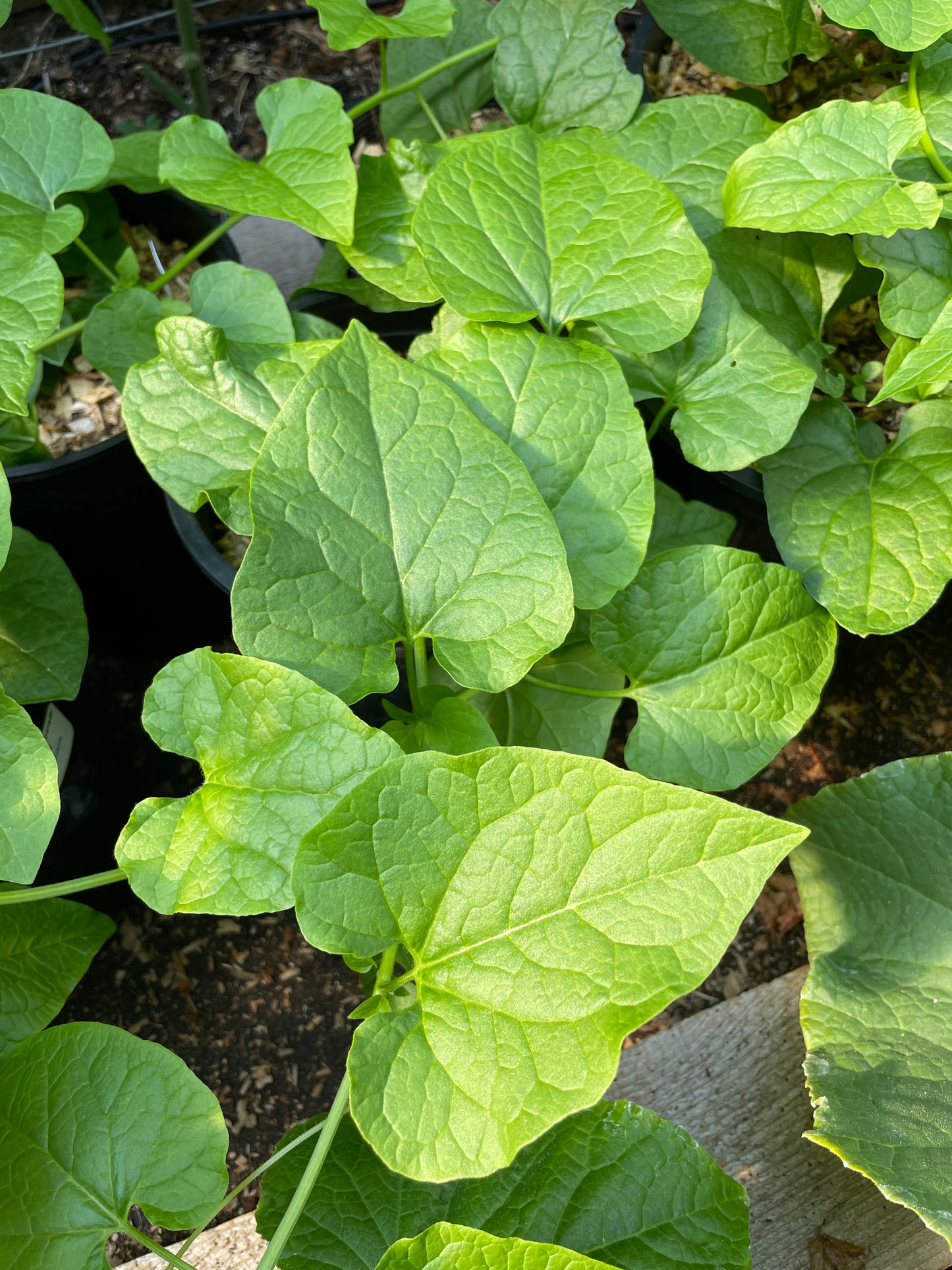 Perennial Climbing Spinach Vines