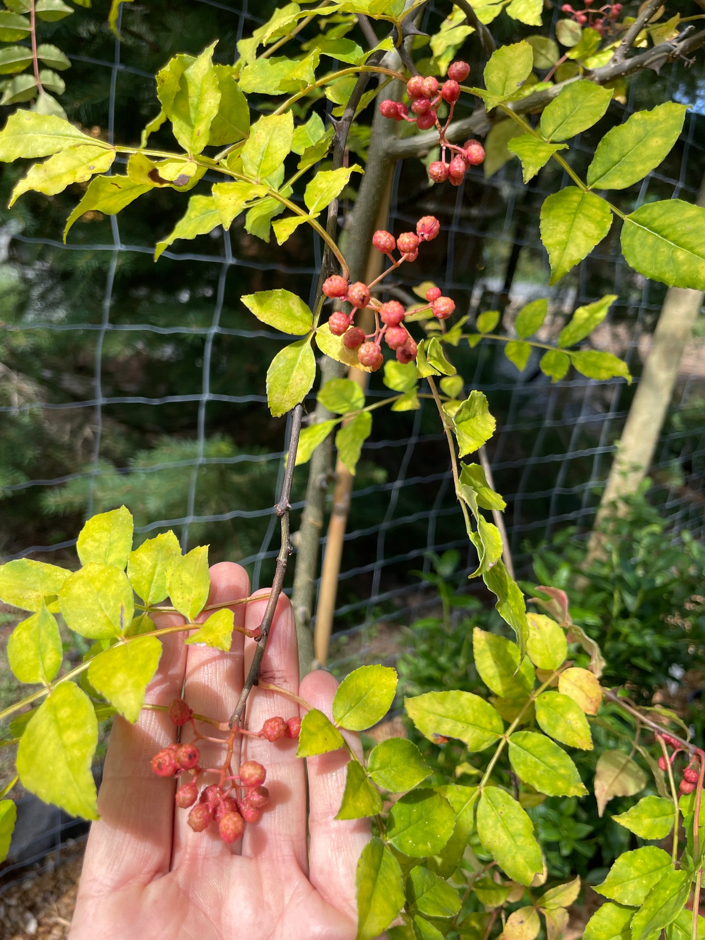 Sichuan (Szechwan) Pepper Trees